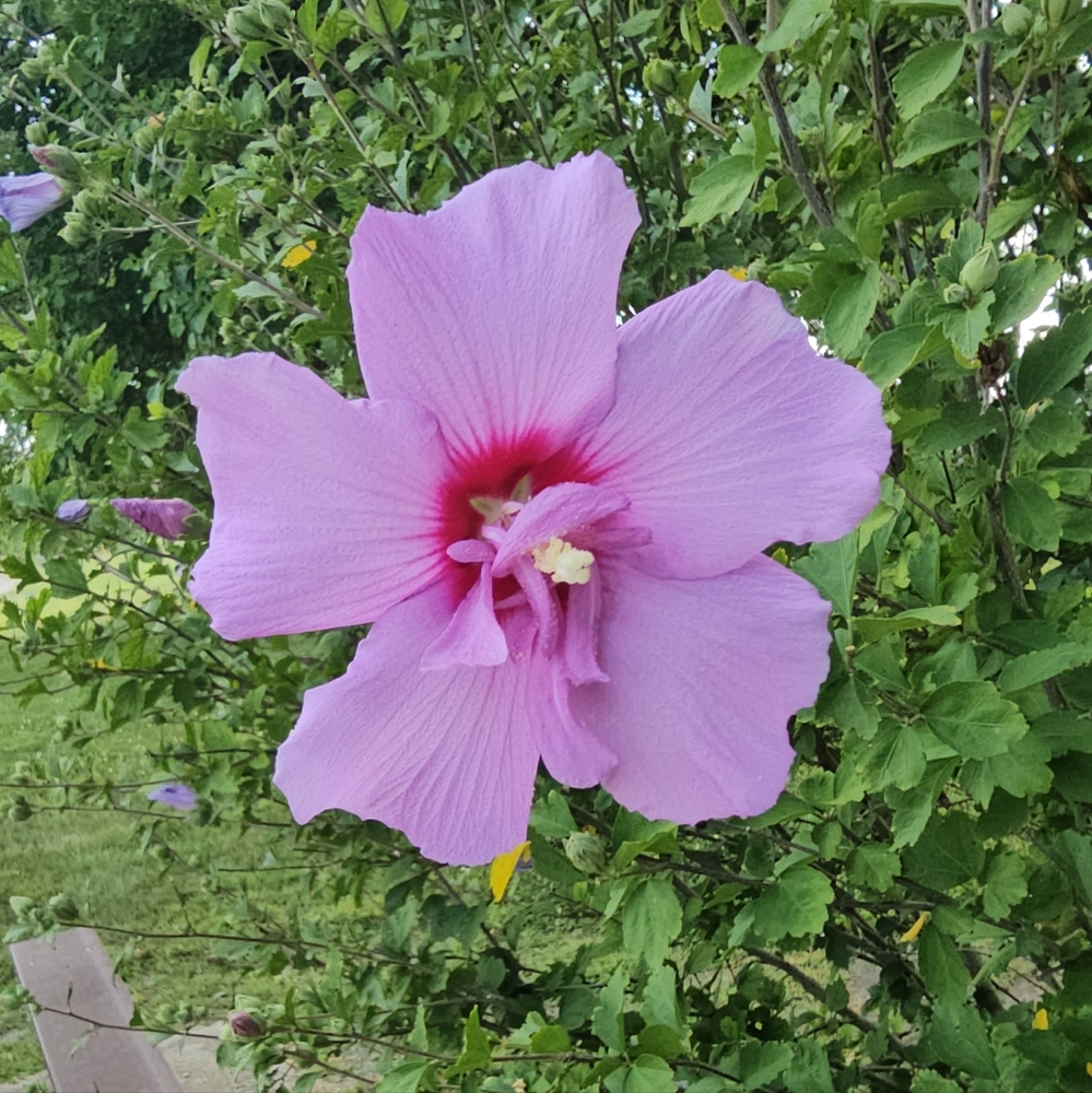 Put A Heart On This To Be Notified When Im Live!!